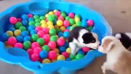 Top havuzunda keyif yapan minik köpekler çok sevimli