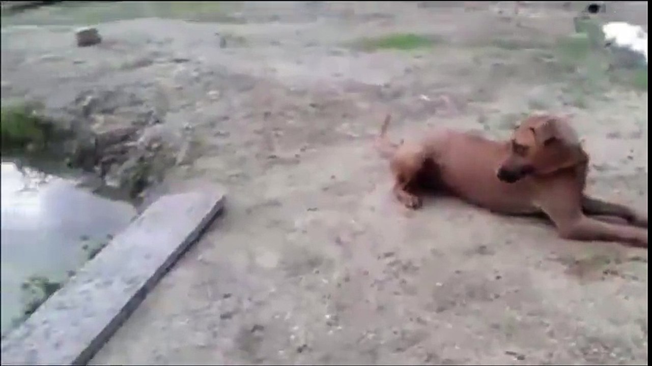 Adam Köpeğine Boğulma Numarası Yaparsa.