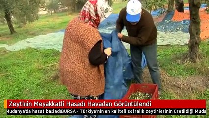 Zeytinin Meşakkatli Hasadı Havadan Görüntülendi