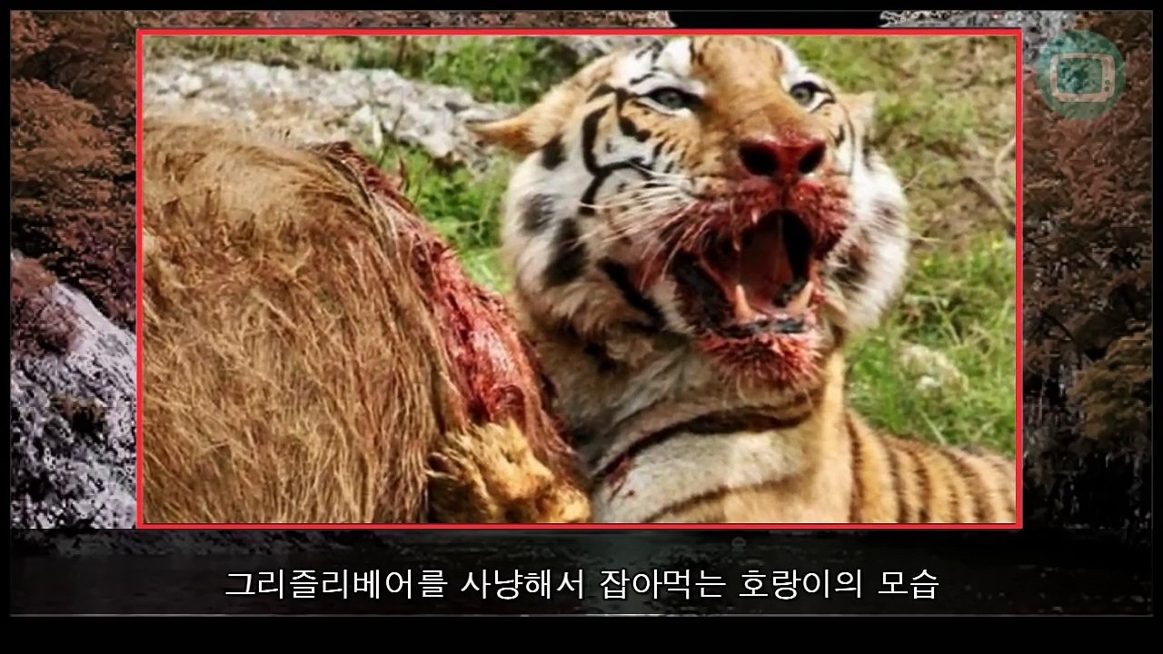 시베리아호랑이 VS 불곰 싸움 길고 길었던 논쟁 이거면 끝이다!