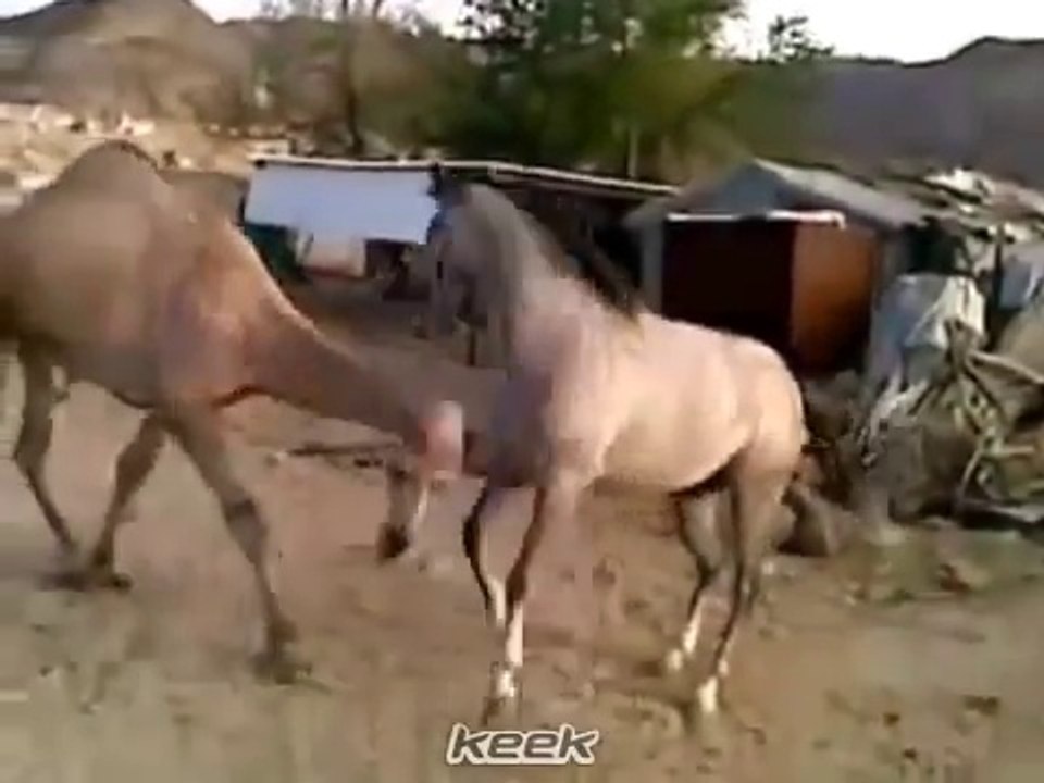 مؤثر وروعة .. اجتماع بعد فراق طويل بين حصان و جمل ( قمة الوفاء )