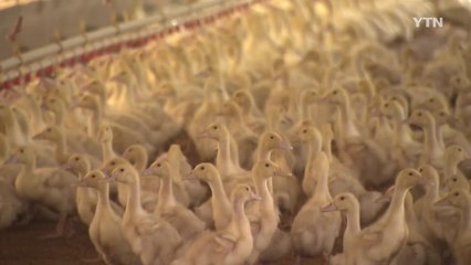 [YTN 실시간뉴스] 전북 고창서 AI 검출...방역당국 비상 / YTN