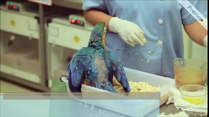 Melbourne Bird Veterinary Clinic