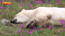 Polar Bear. Cruel Survival Polar Bear - Documentary Films 2017 / Amazing Animals