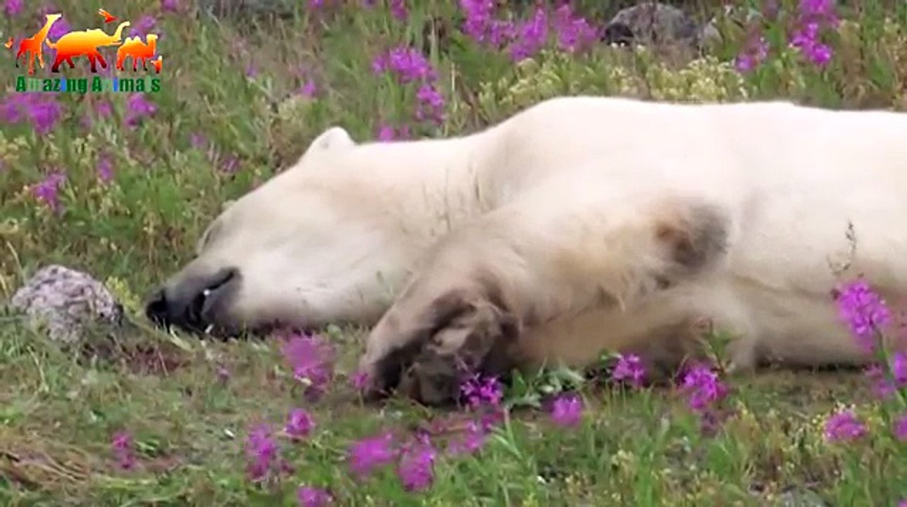 Polar Bear. Cruel Survival Polar Bear - Documentary Films 2017 / Amazing Animals