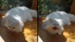 This Deaf Cat Can't Hide Excitement Whenever It Realizes Her Human Is Back Home