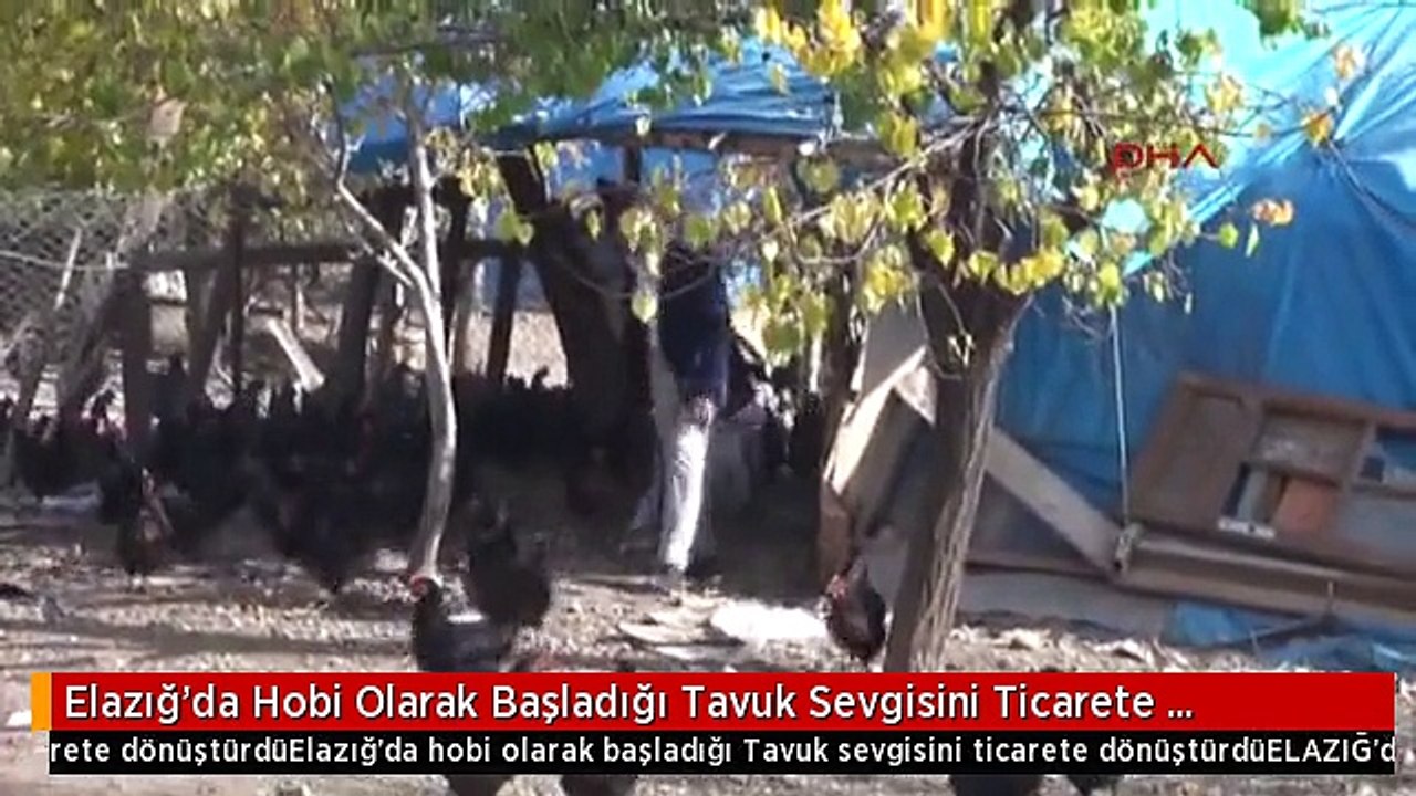 Elazığ'da Hobi Olarak Başladığı Tavuk Sevgisini Ticarete Dönüştürdü