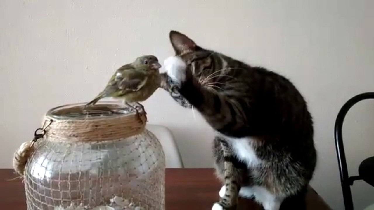 Moment magique entre un chat et un petit oiseau... Calin trop mignon