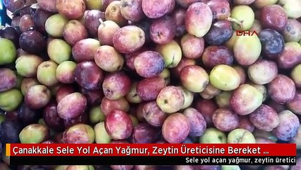 Çanakkale Sele Yol Açan Yağmur, Zeytin Üreticisine Bereket Oldu