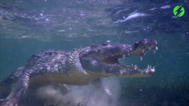 Ce touriste nage avec un crocodile de 6m de long... Courageux!