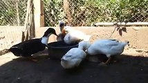 Ducks Mating by Taimoor...