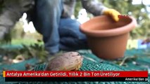 Antalya Amerika'dan Getirildi, Yıllık 2 Bin Ton Üretiliyor