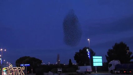 Le ballet des étoutnreaux au dessus des parkings de l'aéroport ce matin