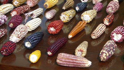 NAFTA: US-grown corn threatens Mexican crop heritage