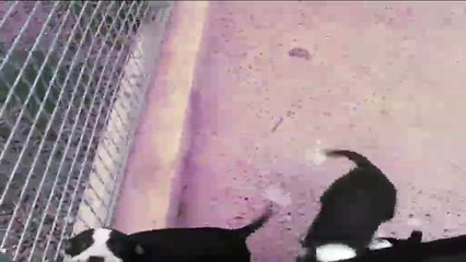 Les chiens filmés à la SPA de Salon-de-Provence peu avant qu'ils soient volés.