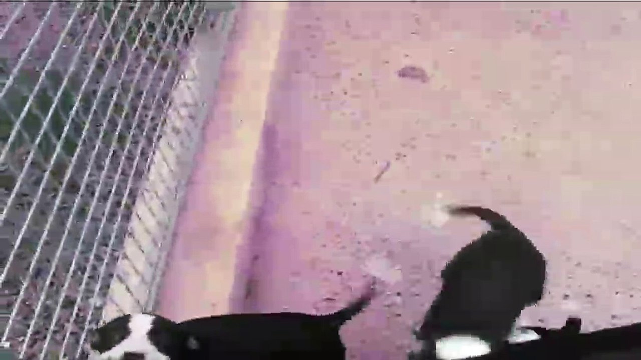 Les chiens filmés à la SPA de Salon-de-Provence peu avant qu'ils soient volés.