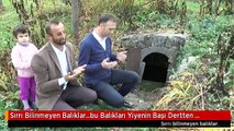 Sırrı Bilinmeyen Balıklar...bu Balıkları Yiyenin Başı Dertten Kurtulmuyor