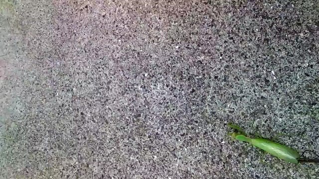 Praying Mantis gets rid of it own parasite