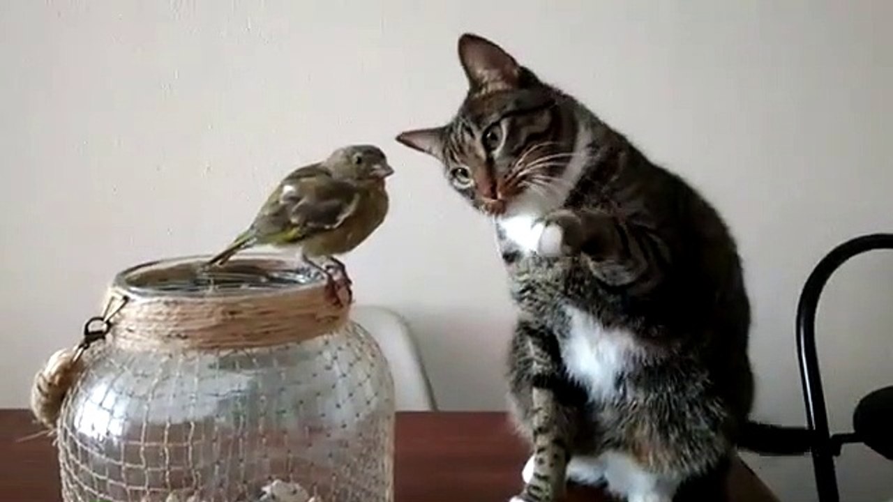 aussi-adorable-qu-insolite-ce-chat-fait-des-c-lins-un-oiseau