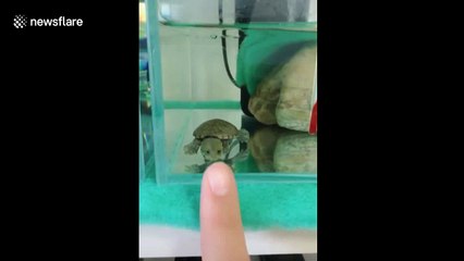 Tiny turtle does funny play-acting