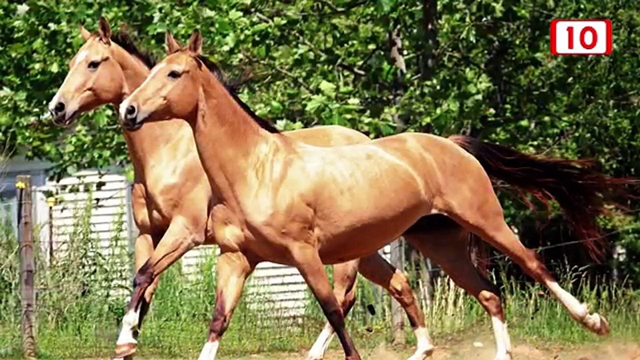Equino: Caballos ganadores en la feria Xmatkuil, Yucatán new