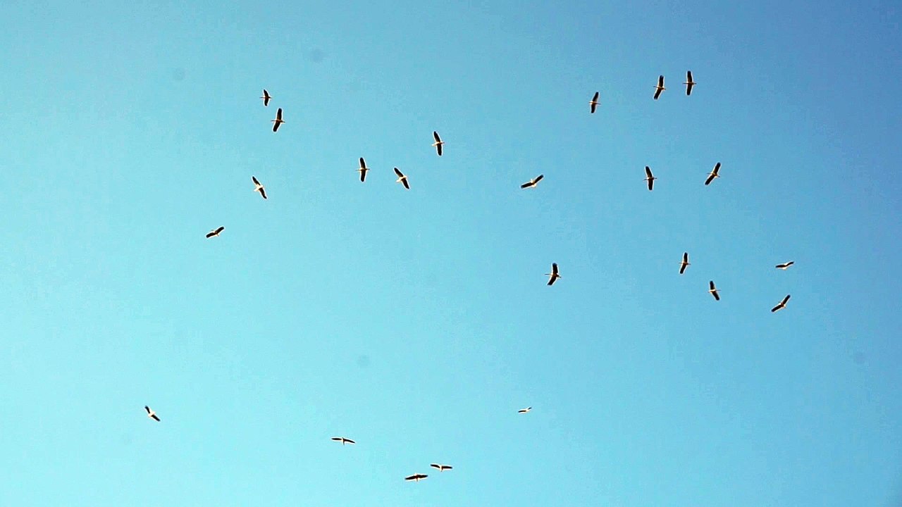 cygognes