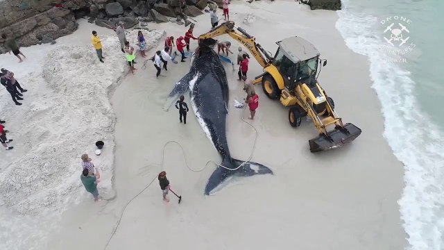 Tout ces brésiliens unis pour sauver cette baleine échouée sur Praia Grande