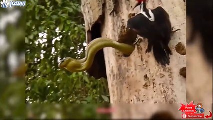 Download Video: Cet oiseau courageux n'a pas peur des serpents... Pic vert VS Serpent