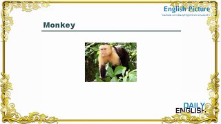 English Picture – Lesson 1 - Animals Name In English