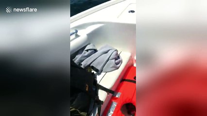 Enormous basking shark hits boat off US coast