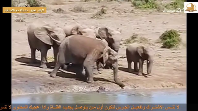 مشهد درامي مؤثر للفهد الام تفشل في أنقاذ صغارها من الاسد وفيل يعاني في سبيل انقاذ صغيره