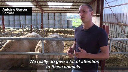 French wine country unveils its answer to kobe beef