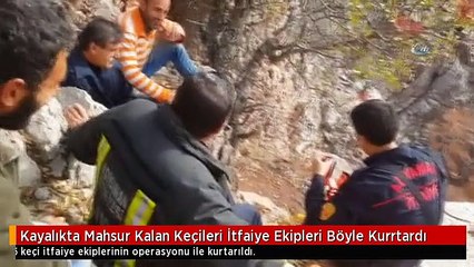 Kayalıkta Mahsur Kalan Keçileri İtfaiye Ekipleri Böyle Kurrtardı
