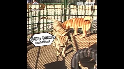 진돗개, 사자, 곰 동거실화ㅋㅋㅋ (서열꼴찌가 사자)