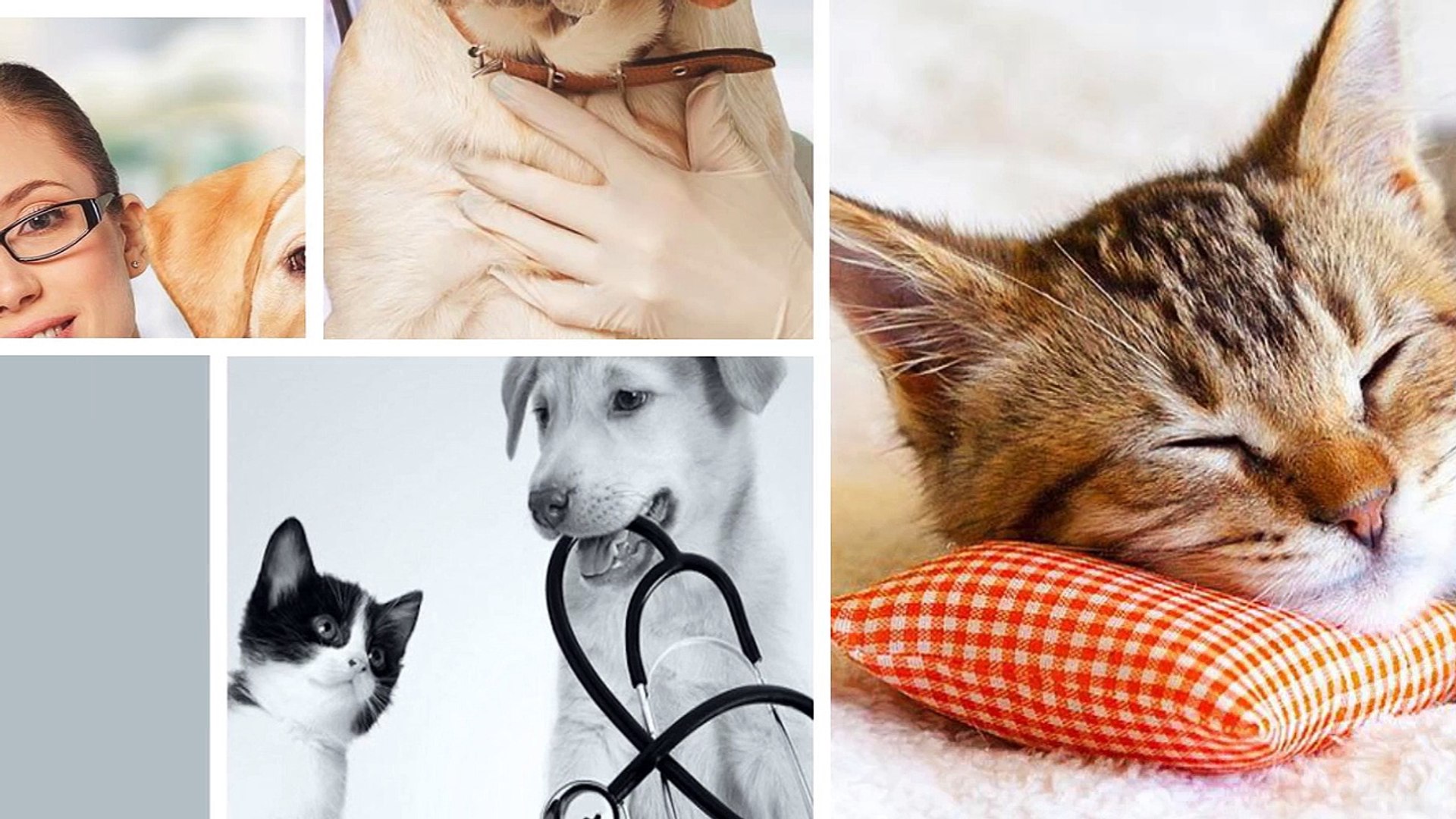 ⁣Best Pets Veterinary Hospital  in Wellington Area