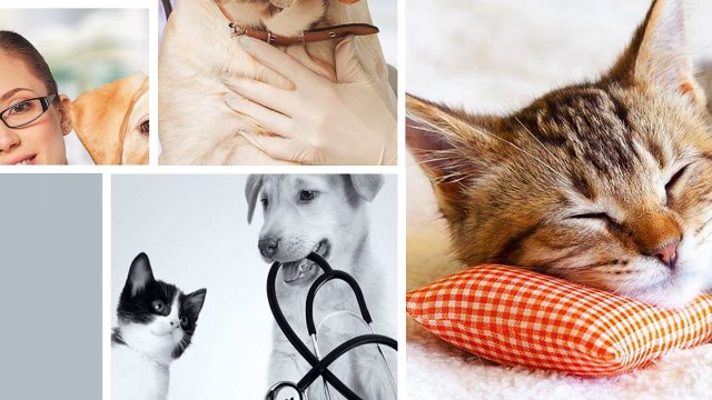 Best Pets Veterinary Hospital in Wellington Area