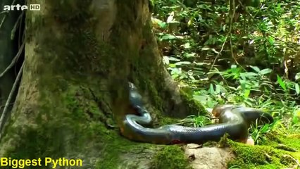 가장 큰 아나콘다 뱀 공격하는 사람 (남자) 카메라에 잡힌 거대한 아나콘다는 인간의 진짜 공격