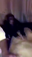 abused and brave monkey