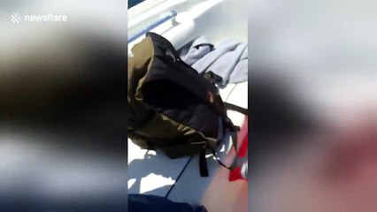 Enormous basking shark hits boat off US coast