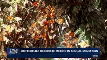 i24NEWS DESK | Butterflies decorate Mexico in annual migration | Saturday, November 18th 2017