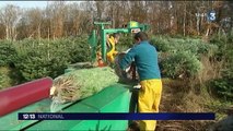 Noël : un quart des sapins vendus en France sont produits dans le Morvan