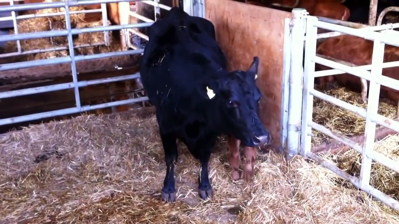 Modern Cow Breeding and Transportation, Mega Machine Largest Carrier Truck Large Load