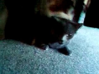 Accouplement de félin