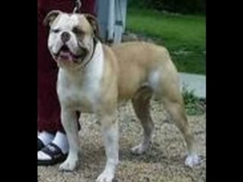 Bull Dog Puppies Breeders Got to See