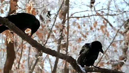 Watch A Simple Plan (1998)