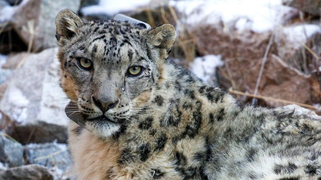 Snow leopards no longer endangered, but still threatened