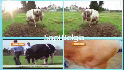 Sapi Belgian Program pemerintah Setara 10 Ekor Sapi Lokal