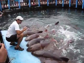 Download Video: Cet homme nourrit des dizaines de requins adorables... A table!