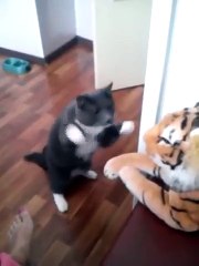 Кот боксер. Кот боксирует с тигром.