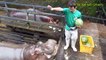 Amazing Hippo Attacks!!! Hippo vs Lion, Zebra, Wild Dogs, Buffalo, Crocodile, Car, Boat by   2017